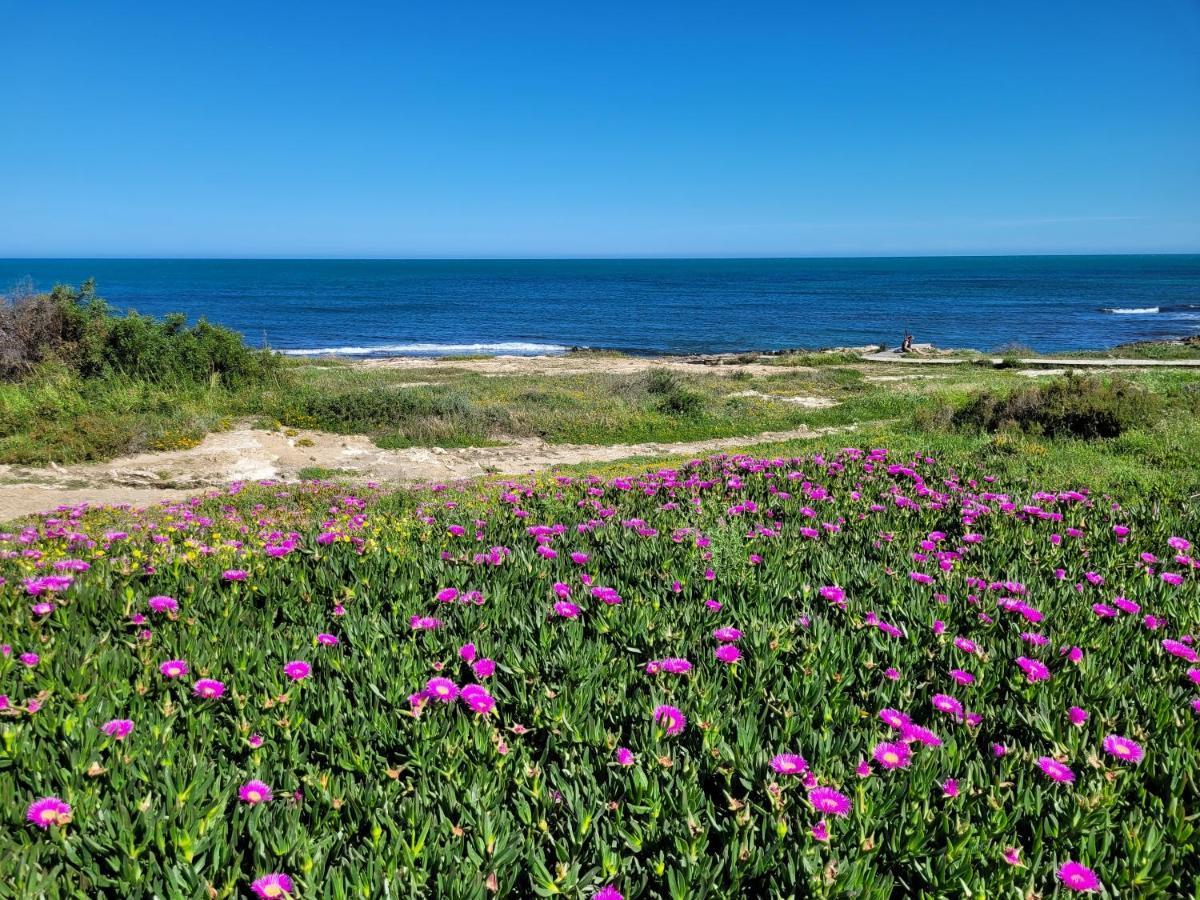 Chilledholidays Daire Torrevieja Dış mekan fotoğraf